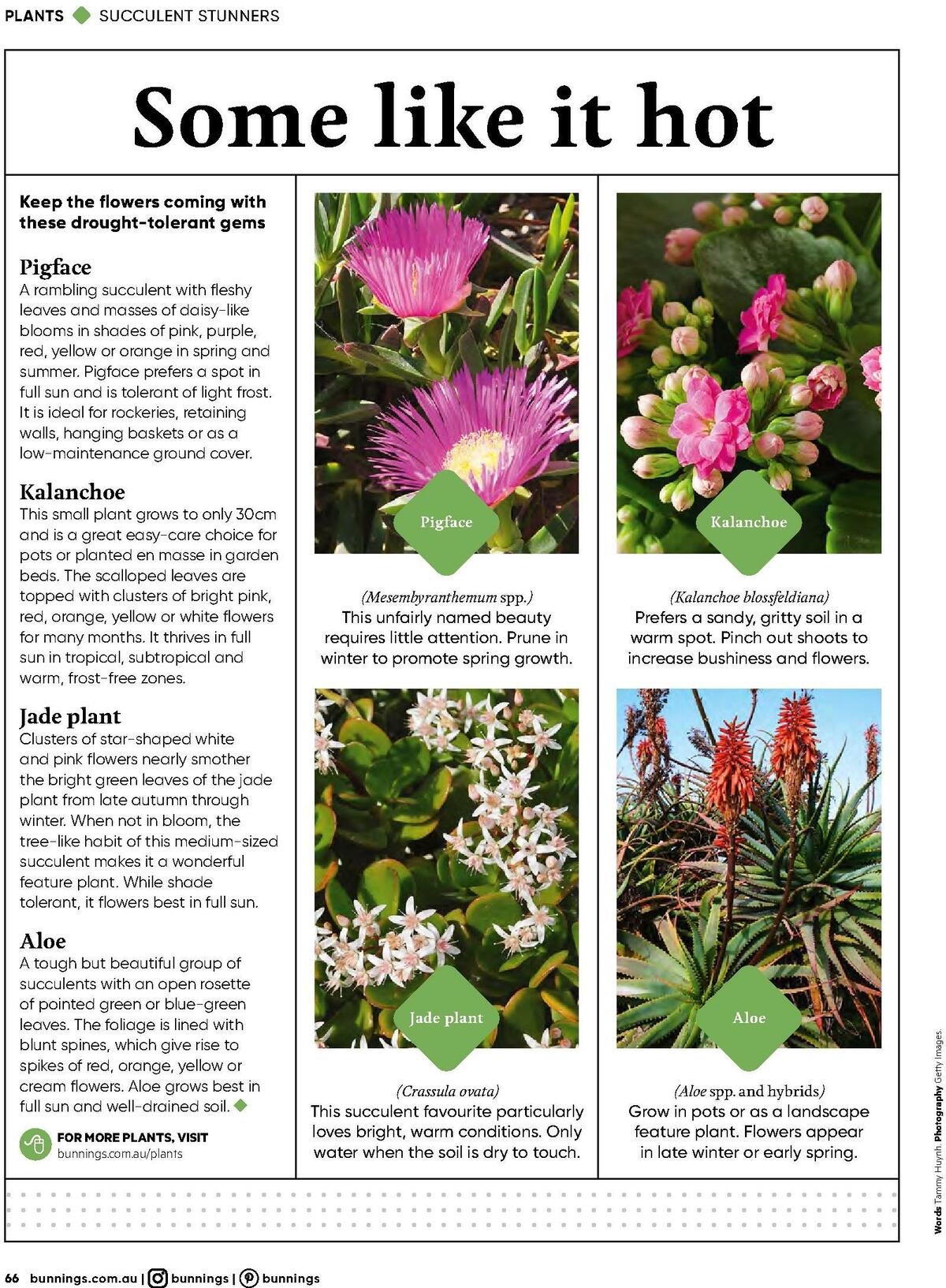 Bunnings Warehouse Magazine February Catalogues from 1 February