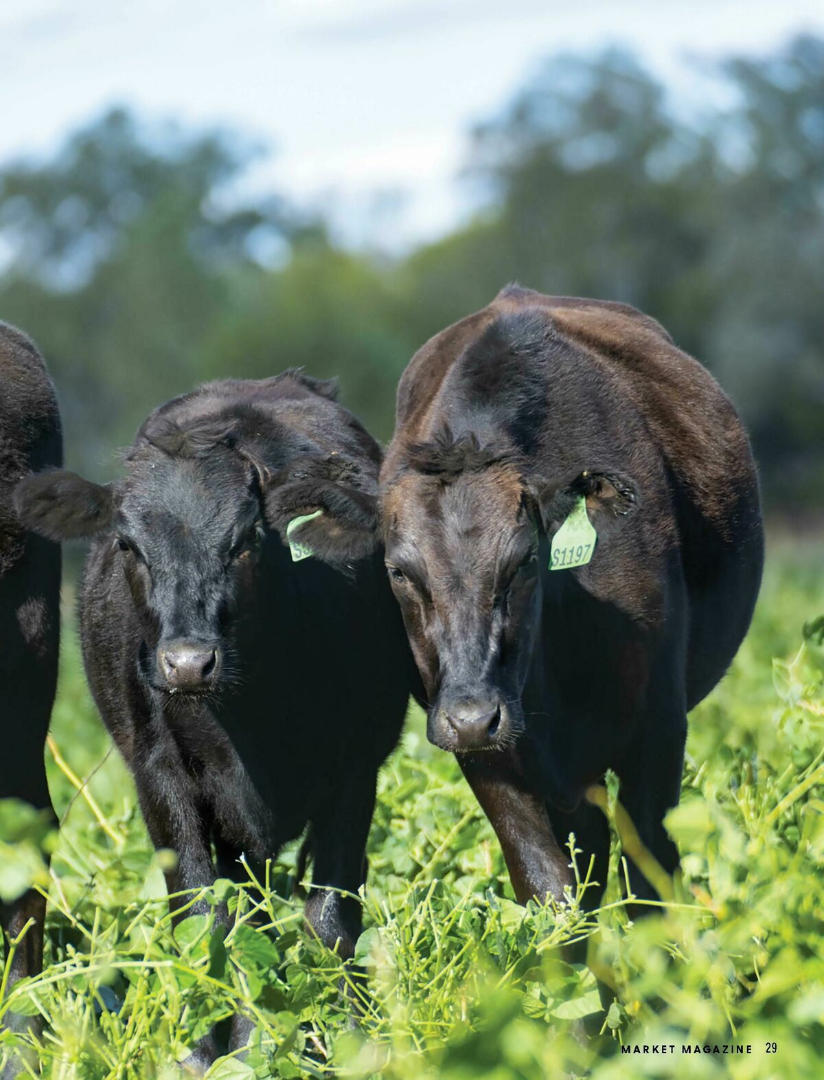 Harris Farm Catalogues from 19 January