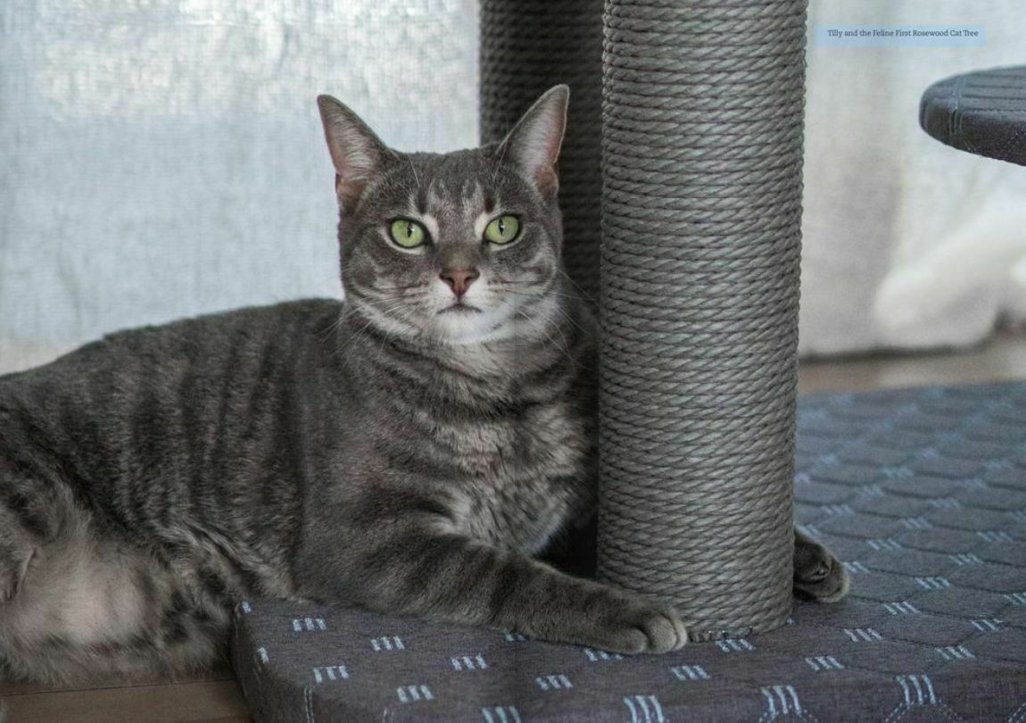 Pets Domain Seasonal Magazine April - June Catalogues from 1 April