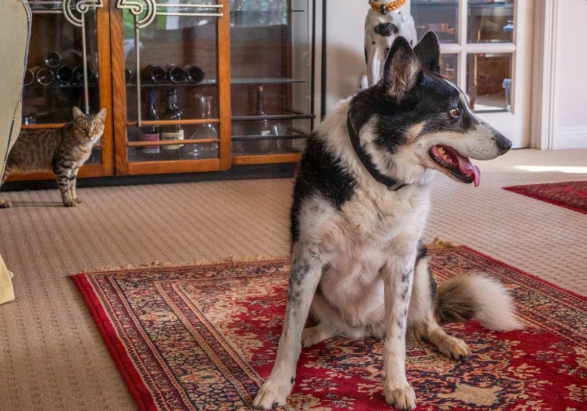 Pets Domain Seasonal Magazine April - June Catalogues from 1 April