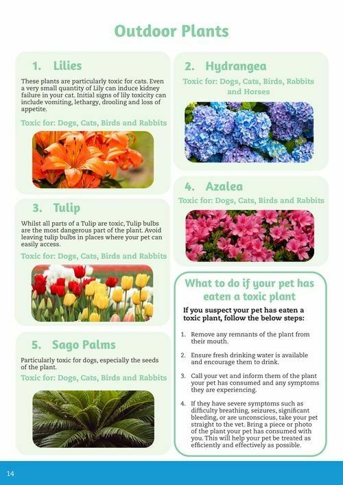 Pets Domain Catalogues from 1 October