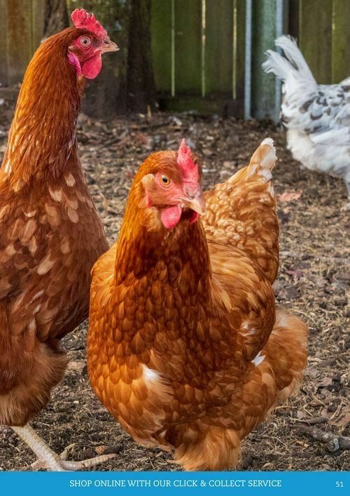 Pets Domain Catalogues from 1 October