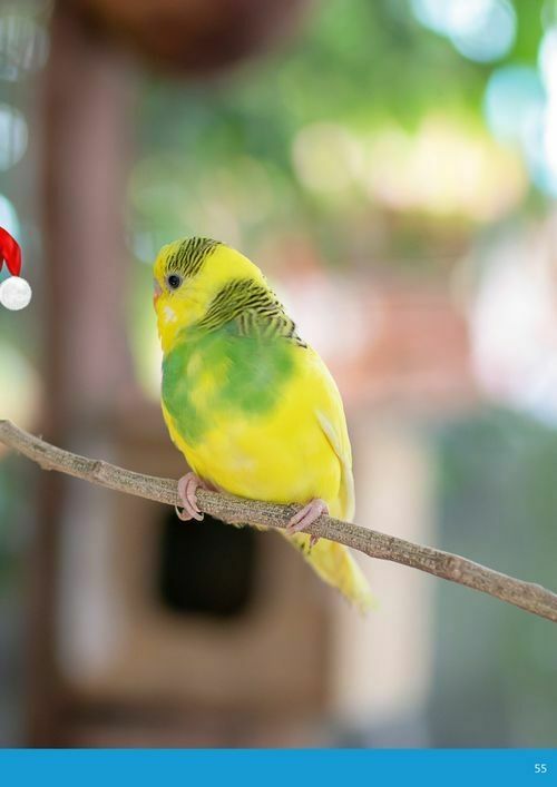 Pets Domain Catalogues from 1 October