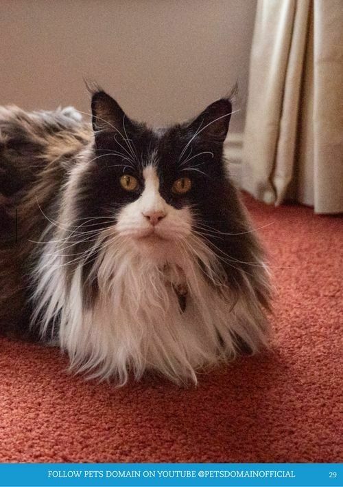 Pets Domain Catalogues from 1 April