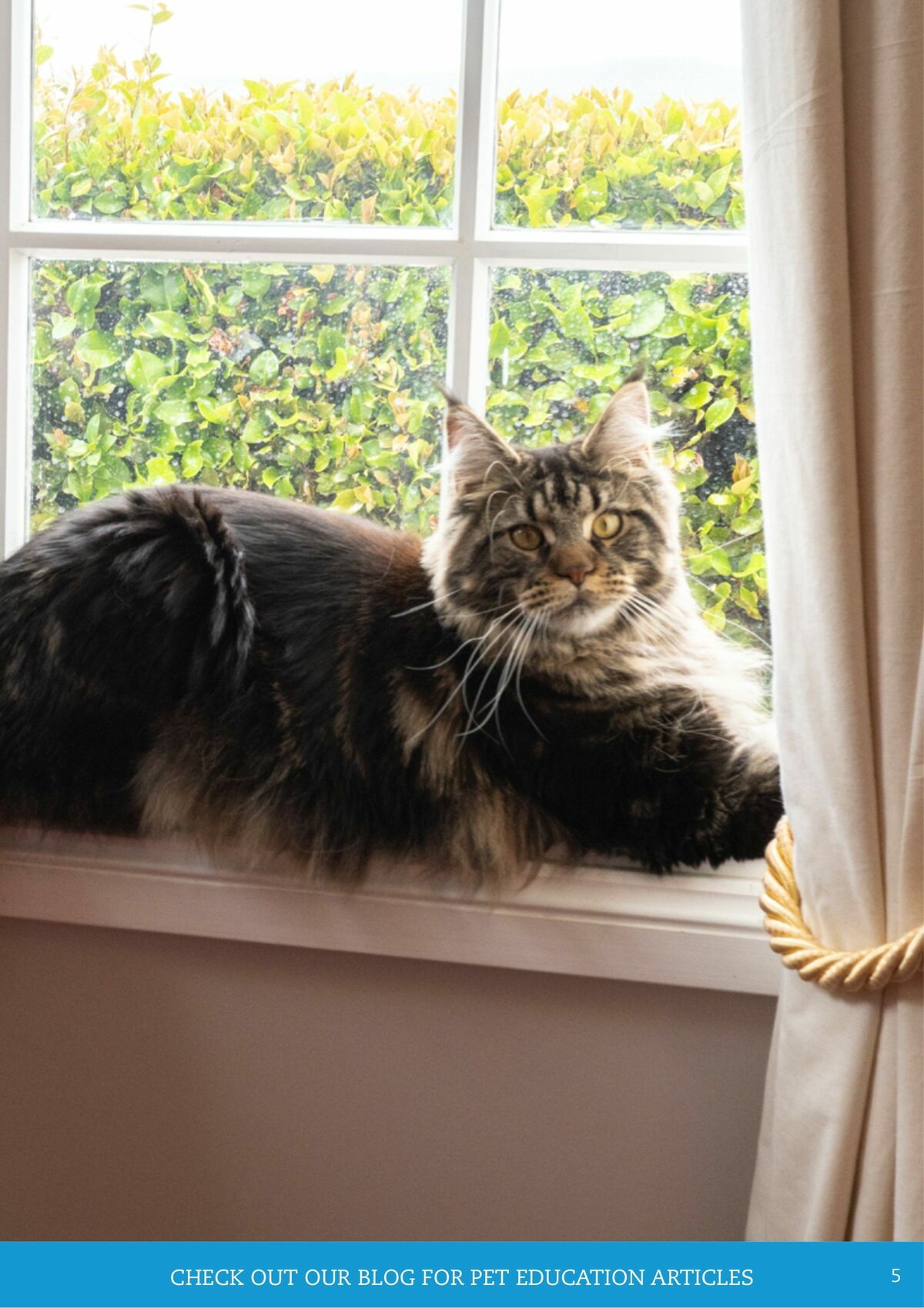 Pets Domain Catalogues from 1 April