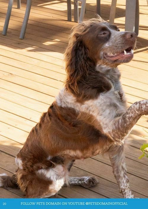 Pets Domain Catalogues from 1 July